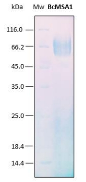 SDS-PAGE analysis (15%) of 10 μL of recombinant BcMSA1. Purity is > 95% as determined by gel electrophoresis.